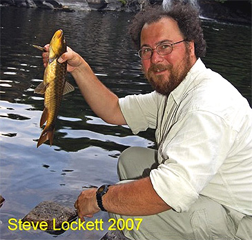 1274_Steve Lockett_Kerala Barb_Barbodes wynaadensis.jpg